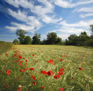 Poppy fields