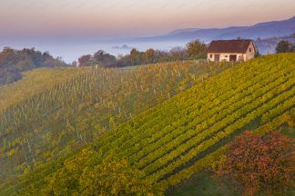 Vineyard at sunrise, Plesivica in Croatia