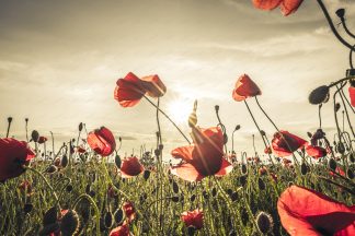 Poppy field at sunset