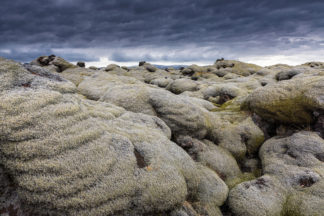 Moss covered lava field in Iceland