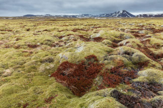 Red moss harth shape in moss covered lava field on Iceland