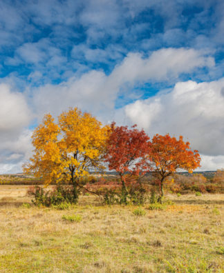 Autumn color trees