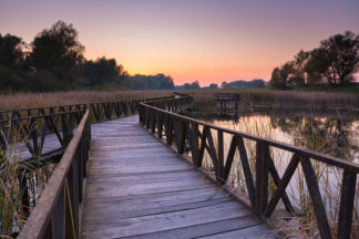 Nature park Kopacki rit in Slavonia. Wooden pathway above swamp at sunset