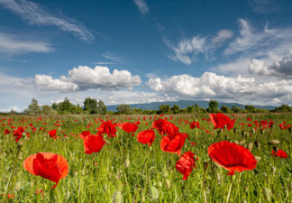 Red poppy flowers on the meadow with cloudy sky