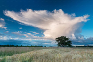 Tree in the wheat field with cloud obove