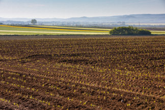 Slavonia fields, corn growing in field in front