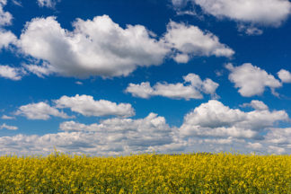 Canola field with white fuffy clouds in the sky