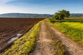 Slavonia fields near Kutjevo