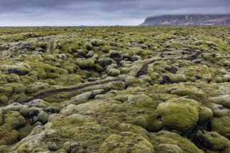 Path trough the covered lava field in Iceland