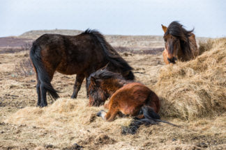 Iceland horses