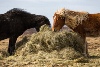 Icelandic horses feeding on hay