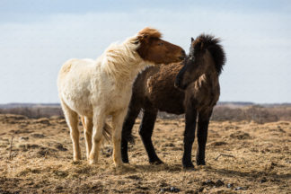 Two Icelandic horses