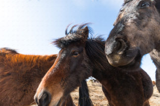 Icelandic horses tohether