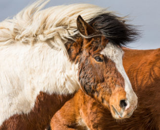 Icelandic horse portrati