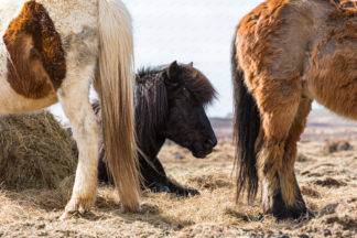 Icelandic horses