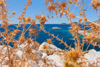 Island Lastovo flowers (Dry thistle)