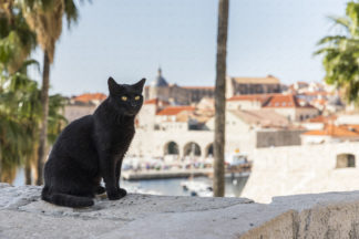 Black cat sitting on the Dubrovnik walls