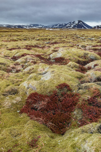 Red moss harth shape in moss covered lava field on Iceland