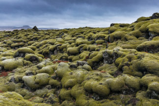 Mmoss covered Lava field in Iceland