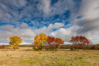 Autumn color trees