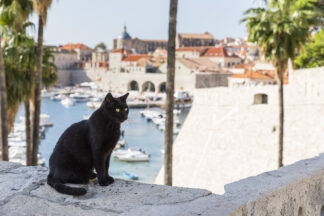 Black cat sitting on the walls of Dubrovnik town