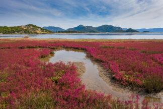 Pink flowers in delta of Neretva river