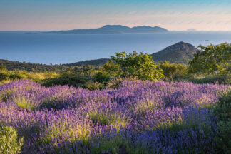 Lavender field on island Hvar, island Vis in the distance