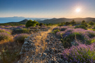 Lavender field on island Hvar, Pakleni islands in the distance