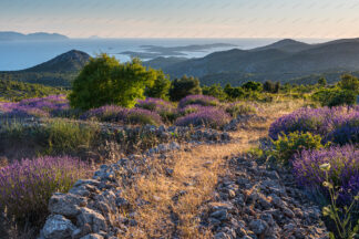 Lavender field on island Hvar, Pakleni islands in the distance