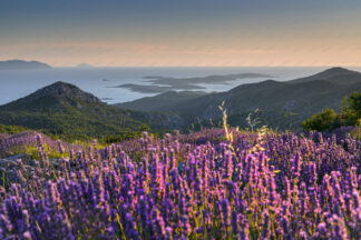 Lavender field on island Hvar, Pakleni islands in the distance
