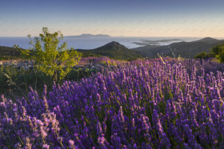 Lavender field on island Hvar, Pakleni islands in the distance