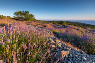 Lavender field on island Hvar