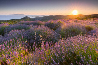 Sunset over lavender field on island Hvar