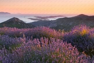 Sunset in lavender field on island Hvar, Pakleni islands in the distance