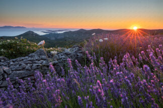 Sunset in lavender field on island Hvar