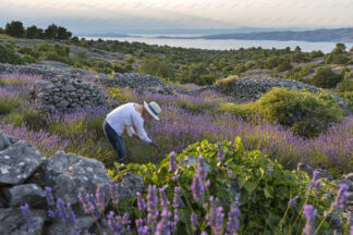 A woman in lavender field on island Hvar