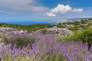 Lavender field on island Hvar