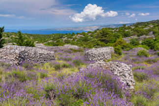 Lavender field on island Hvar