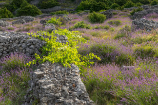 Lavender field on island Hvar