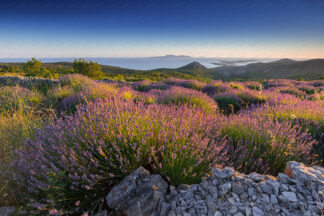 Lavender field on island Hvar, Pakleni islands and island Vis in the distance