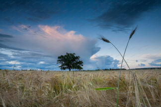 Wheat and tree