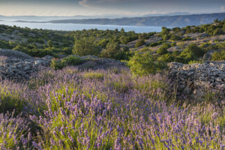 Lavender field on island Hvar, view to the Brac island