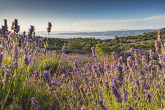 Lavender field on island Hvar