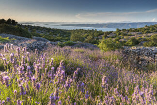 Lavender field on island Hvar