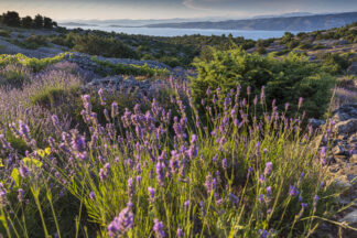 Lavender field on island Hvar, Pakleni islands in the distance