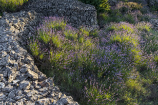 Hart shaped lavender flowers in the wild