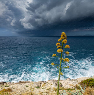 Agave in the storm on island Hvar