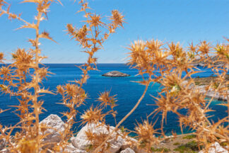 Dry thistle flowers on Lastovo island