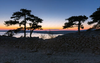 Pine trees in sunset near Zavratnica in Croatia