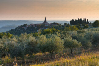 Groznjan old town on the hill at sunset with olive groves in front